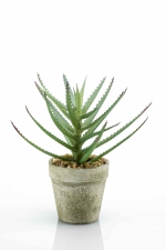 Aloe 18cm in pot